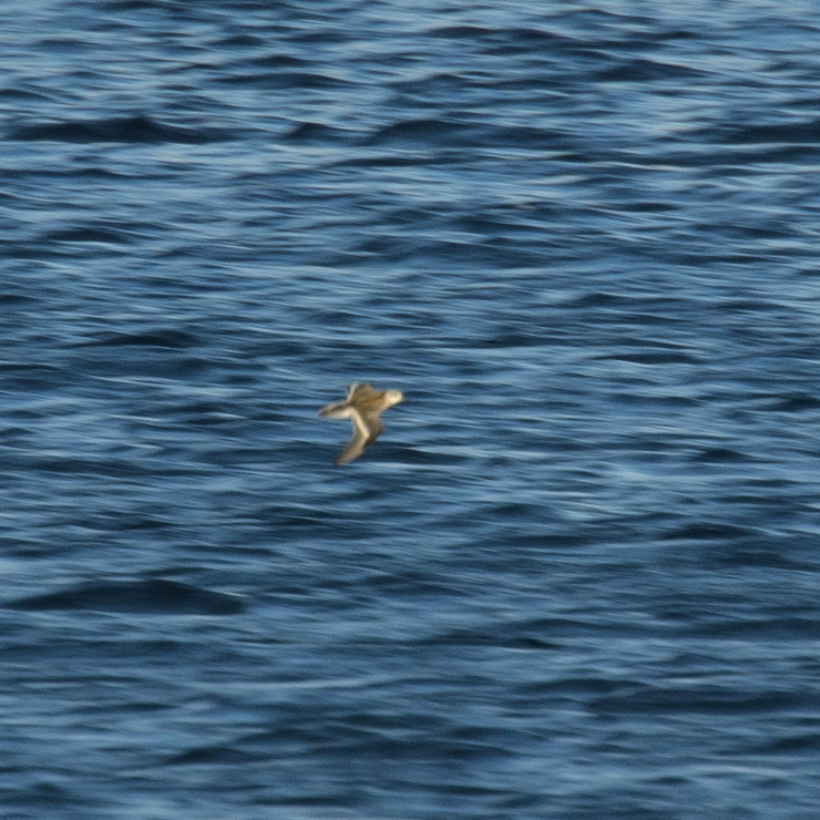 Red-necked phalarope